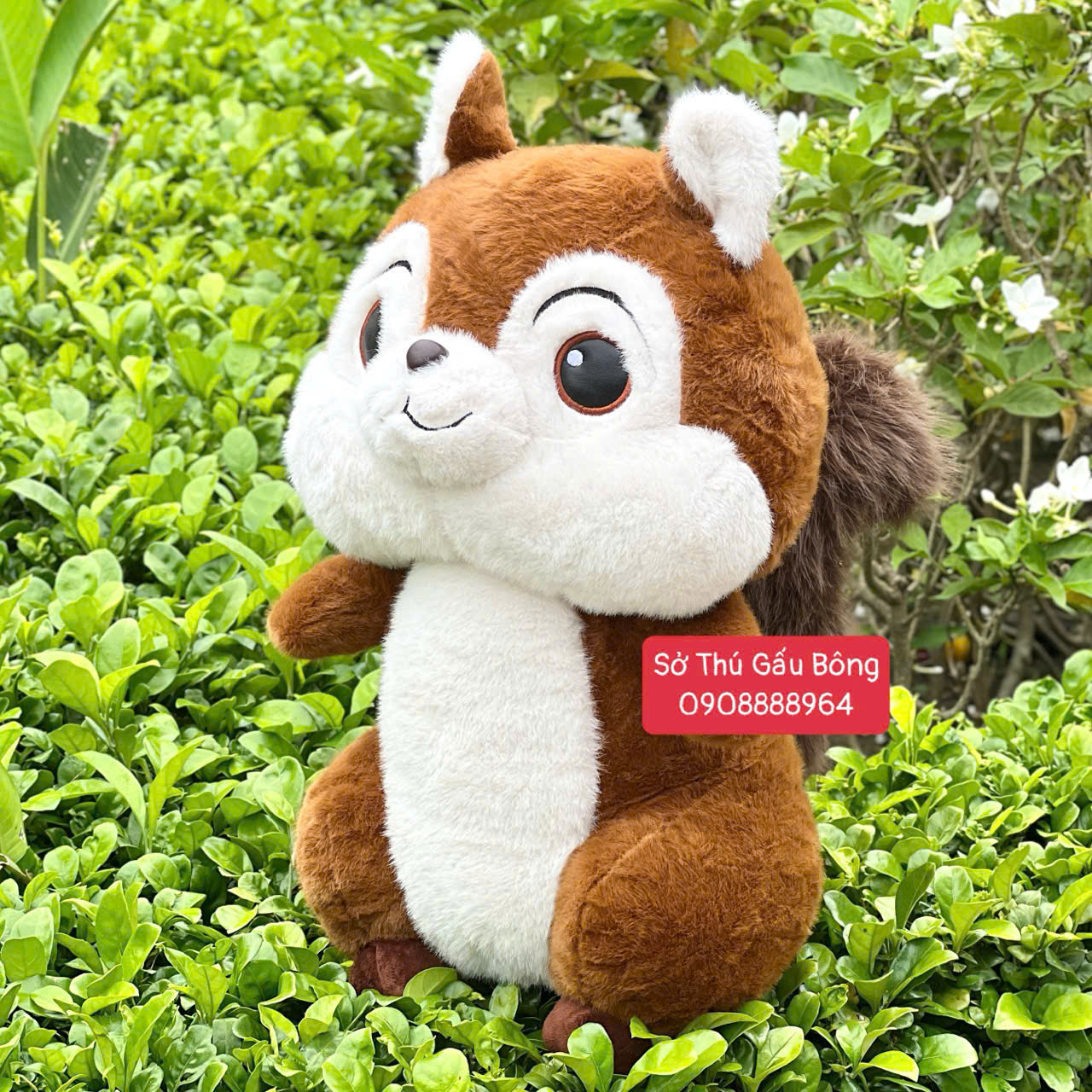 Sóc Bông Cute