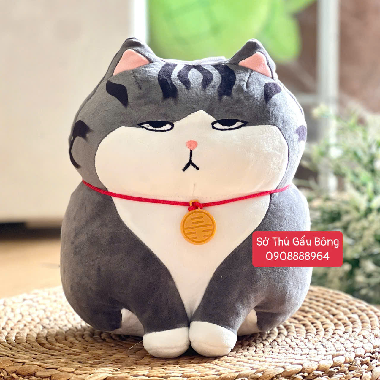 Mèo Bông Hoàng Thượng Chụm Chân Không Vằn