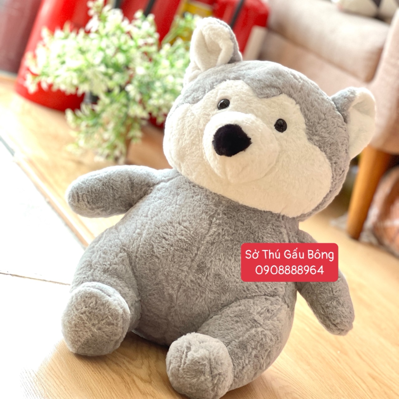 Chó Bông Shiba/Husky Lông Thẳng Ngồi