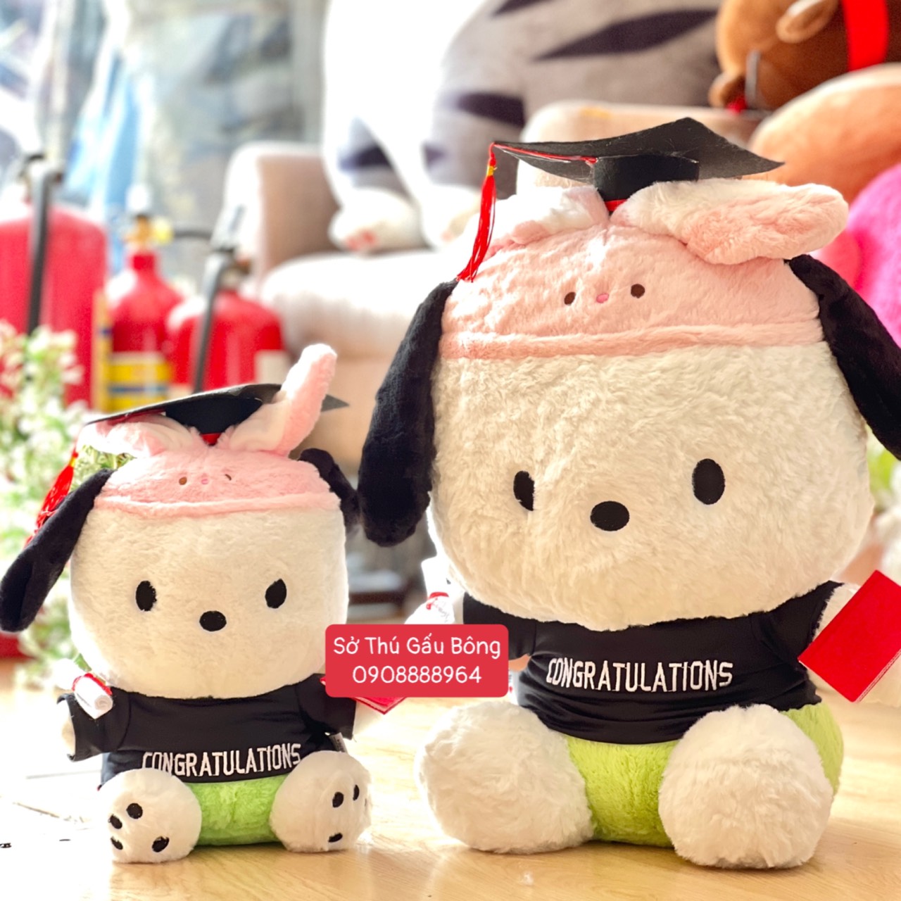 Gấu Tốt Nghiệp - Chó Pachacco Carot