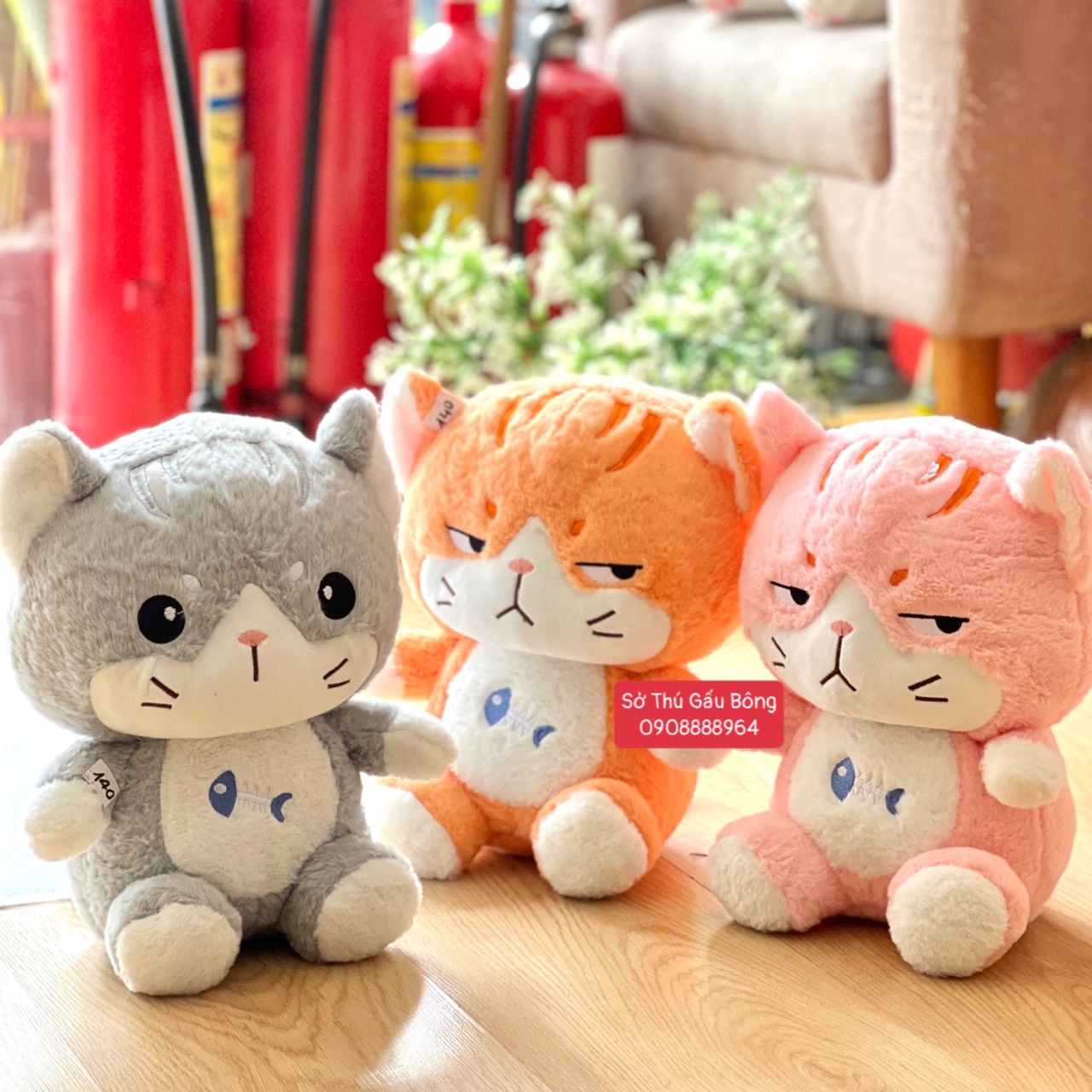 Mèo Bông Lông Thẳng Bụng Xương Cá
