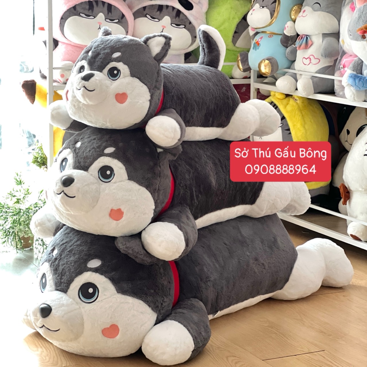 Chó Bông Husky Nằm Dây Bố Đỏ