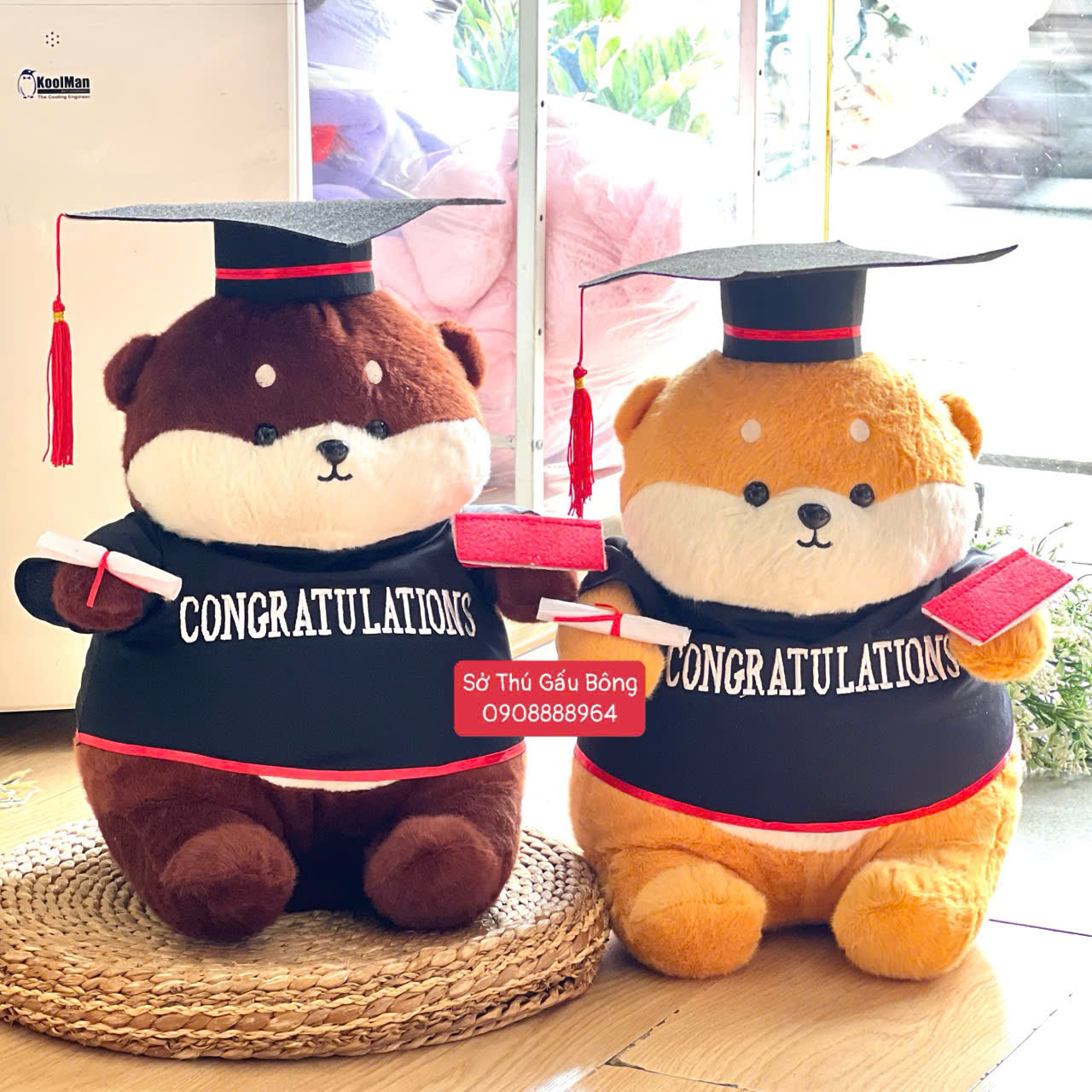 Gấu Tốt Nghiệp - Chó Shiba Ú