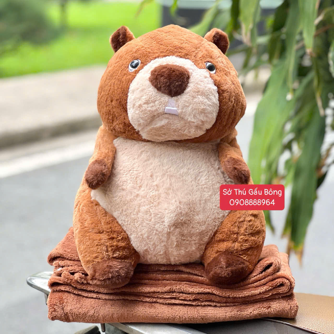 Gối Mền Hải Ly