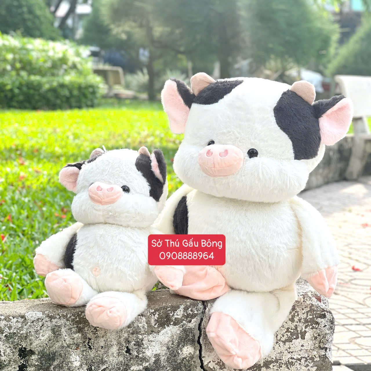 Heo Bông Bò Sữa Chạy Bộ